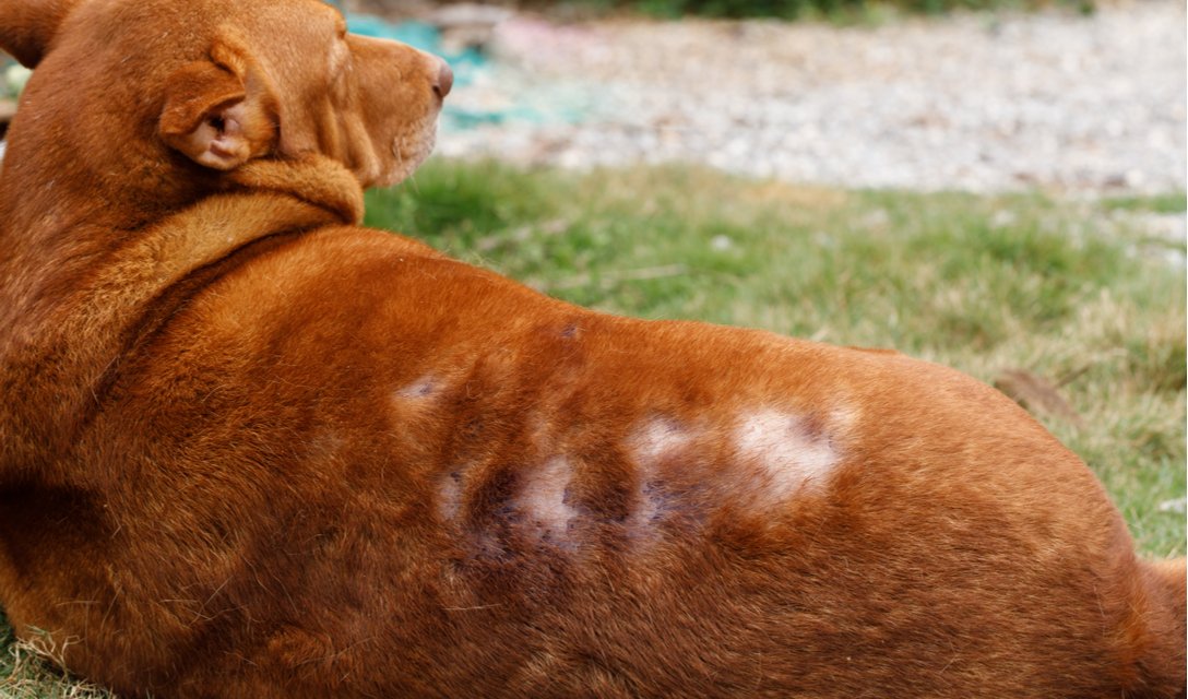 Alopecia in Dogs
