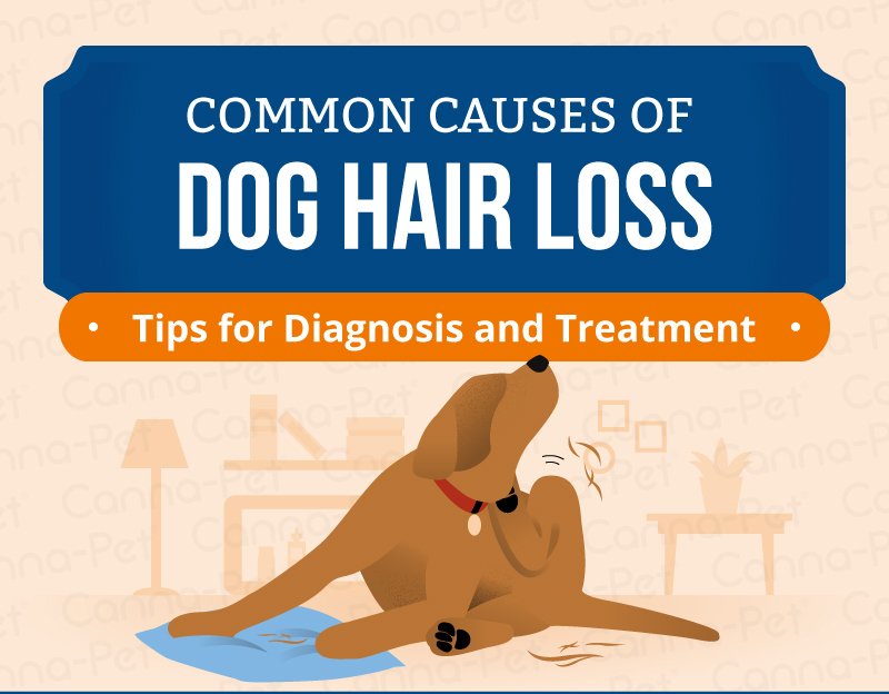 Dog Hair Loss: Common Causes &  Treatment