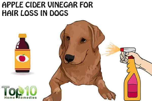 Home Remedies for Hair Loss in Dogs