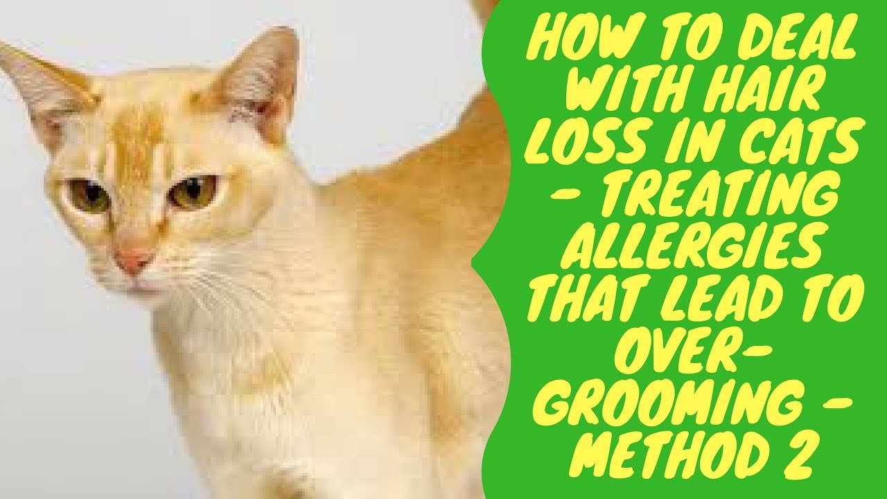 How to Deal with Hair Loss in Cats