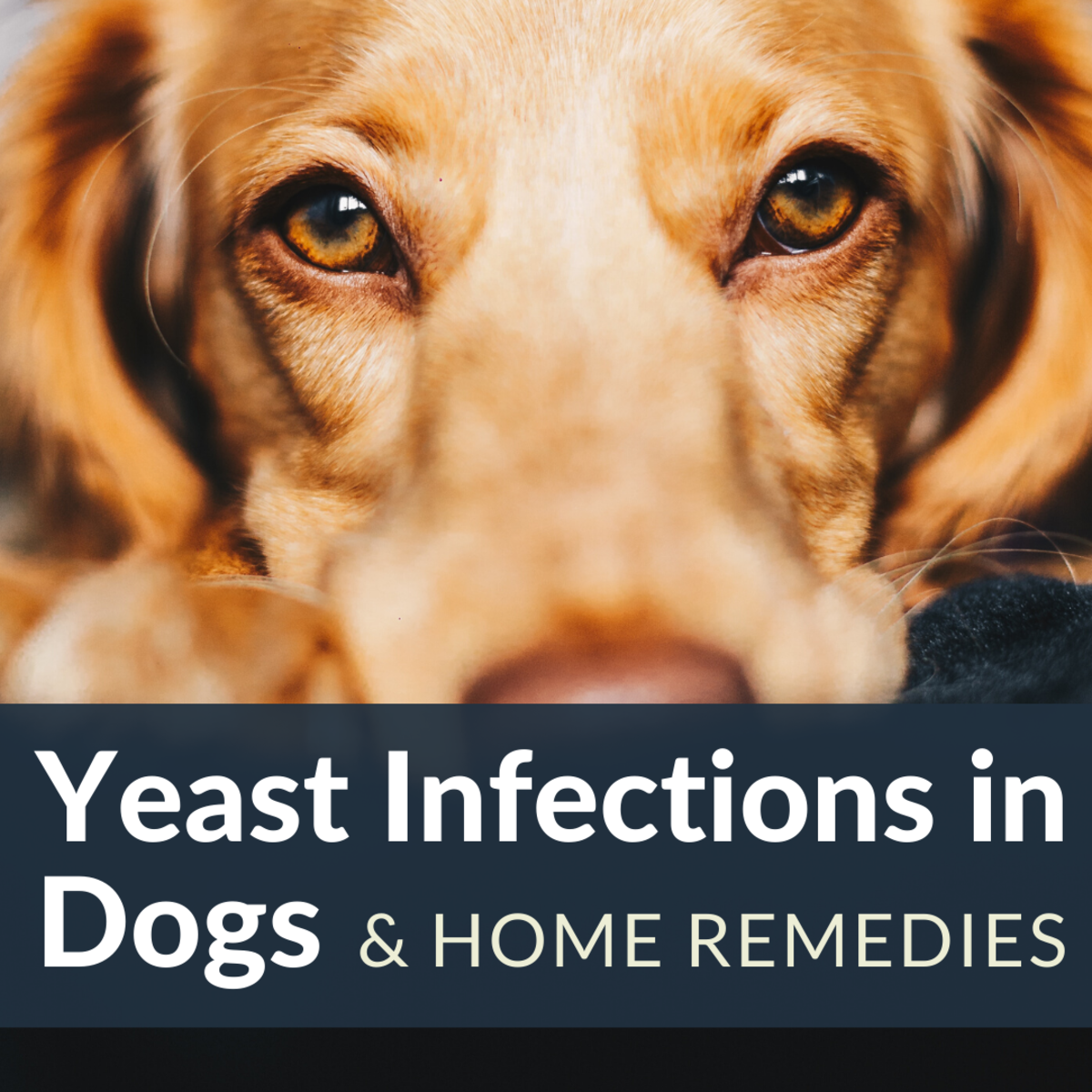 How to Stop Hair Loss and Itching in Dogs From Yeast Overgrowth ...