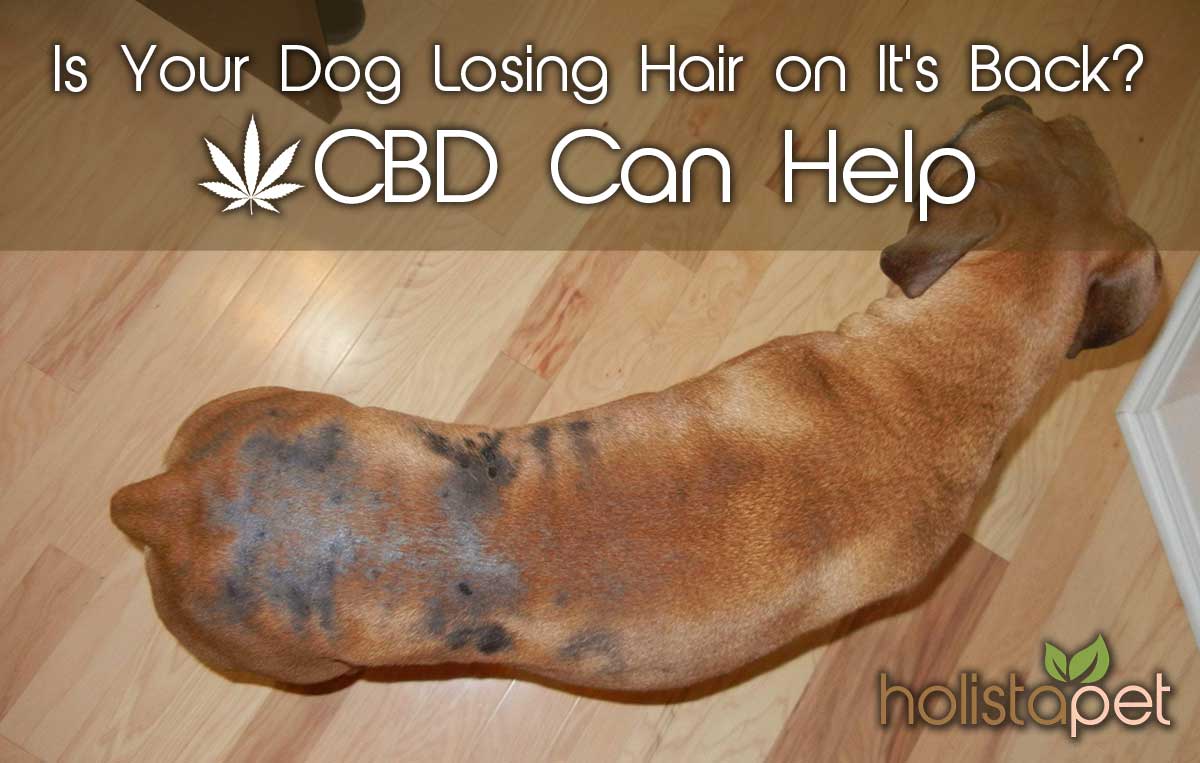 Is Your Dog Losing Hair On The Back? CBD Can Help