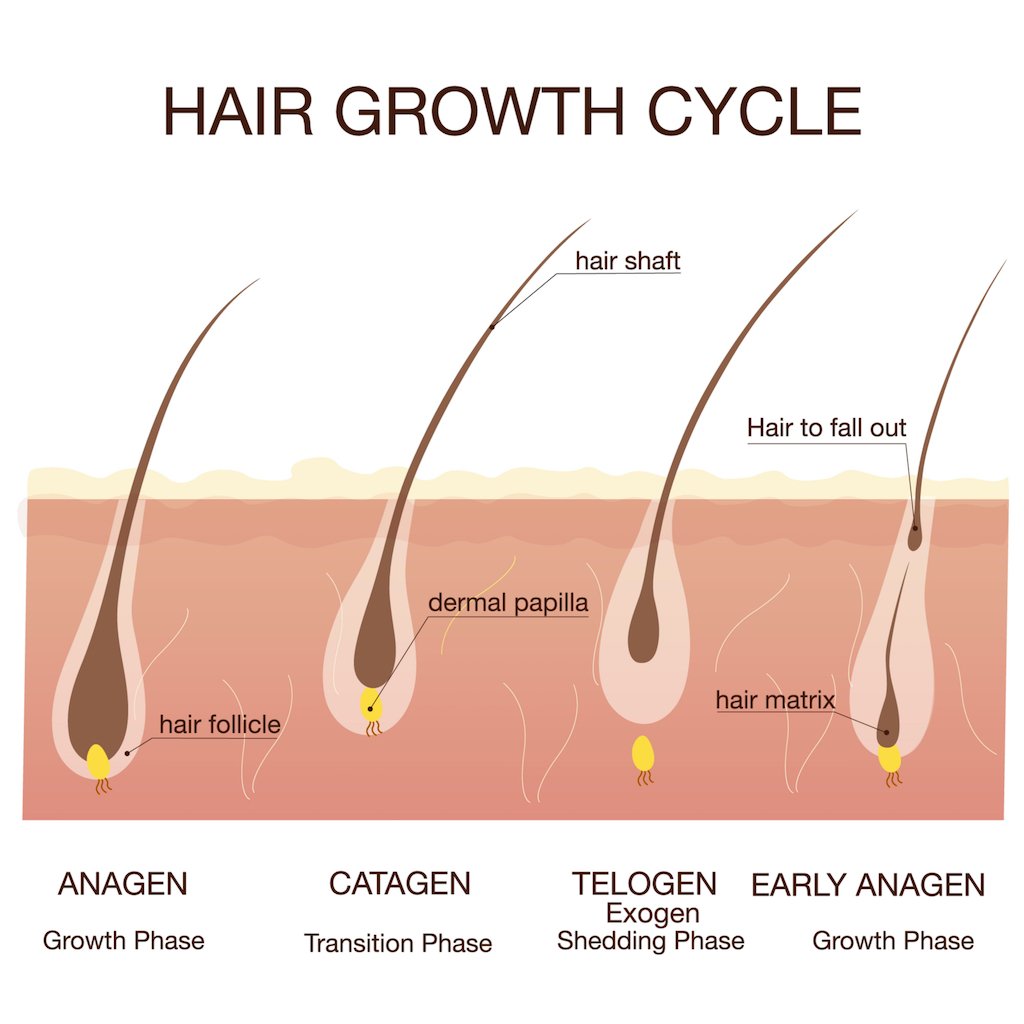 Postpartum Hair Loss: The Hows and Whys