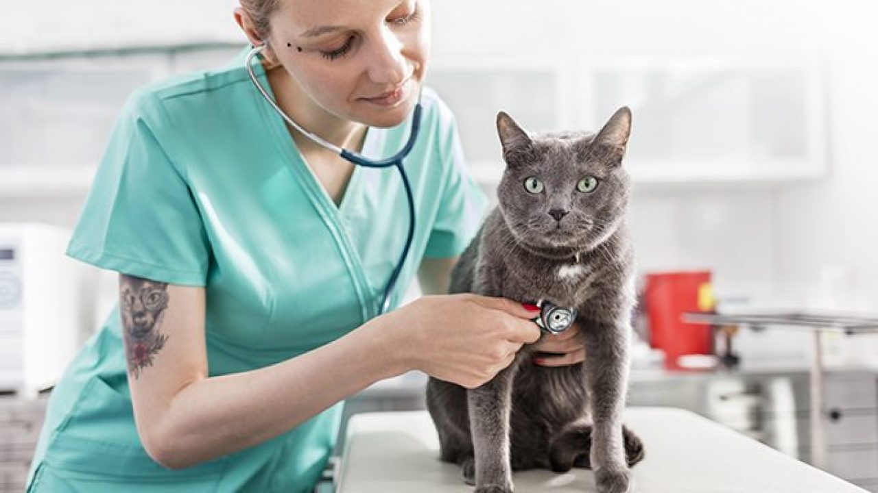 Ringworm Vs Roundworm In Cats
