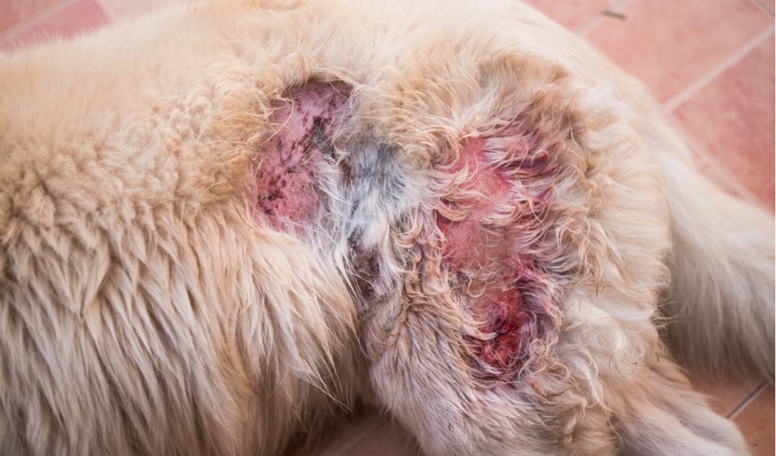 Skin Ulcers and Draining Lesions in Dogs