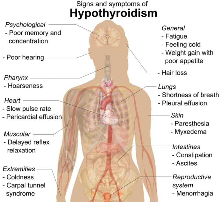 Thyroid and Hair Loss