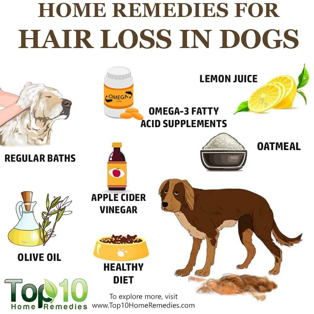 What causes hair loss in dogs? Here is the answer